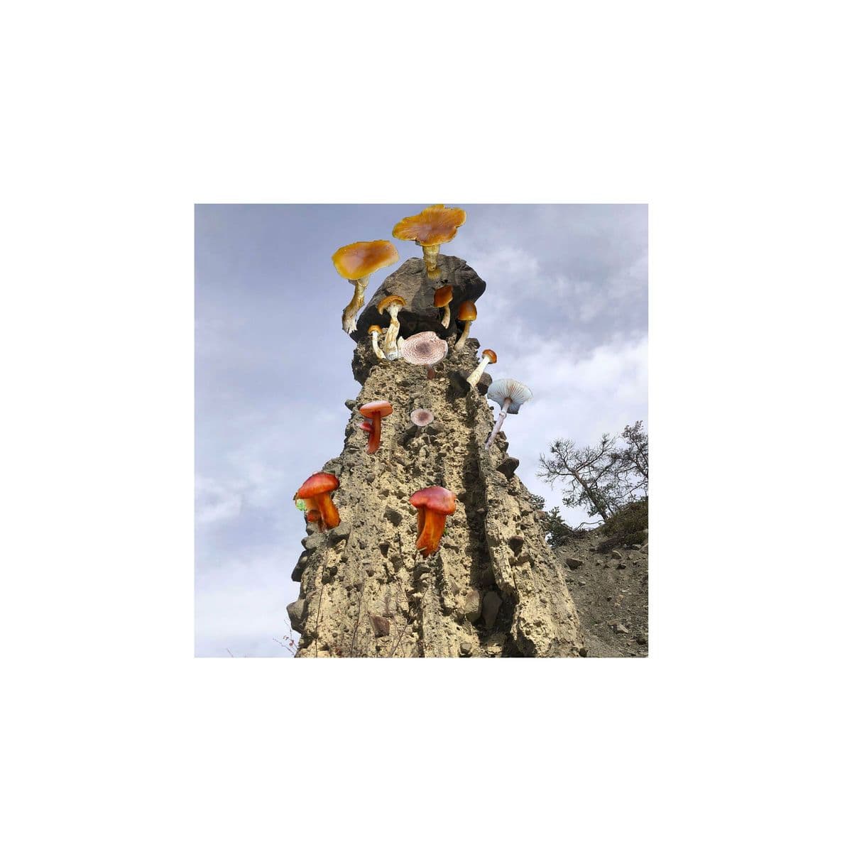 Romain_Lanteaume-Les_Champignons-_GMND111_-WEB-2024-BABAS