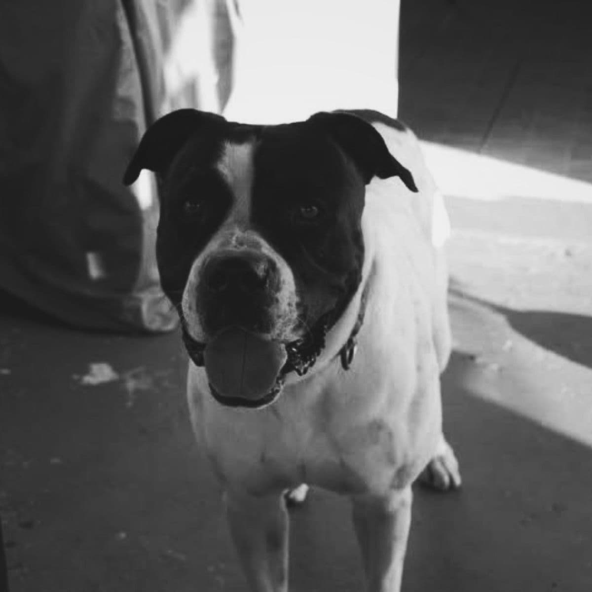Bigg_Dogg-American_Bulldogg-EP-WEB-2026-FTD